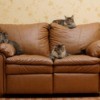 Maine Coon Cats on Leather Couch