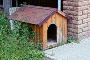 Outdoor Kennel