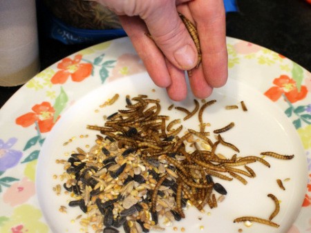 Easy Bird Feeder - spread seeds and dried worms on a plate