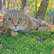 Highland Lynx Cat laying in a mossy forrest.