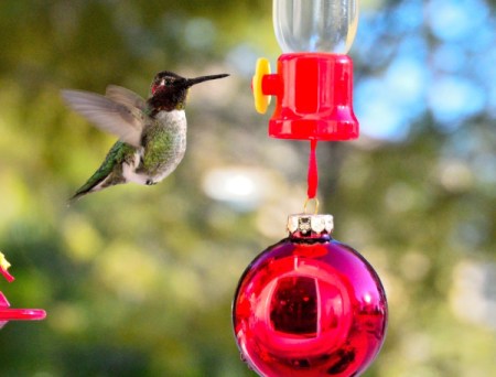 Happy Backyard Birds at Christmastime