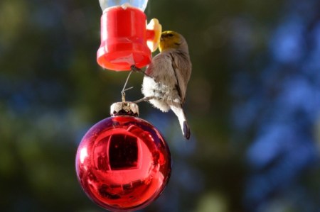 Happy Backyard Birds at Christmastime - Verdin bird on hummer feeder