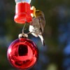 Happy Backyard Birds at Christmastime - Verdin bird on hummer feeder