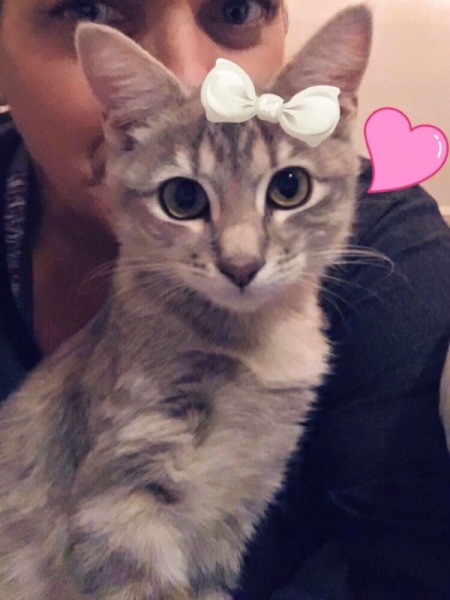 Miss Athena or Babie Kitty