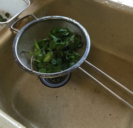 Fresh Mint leaves in strainer