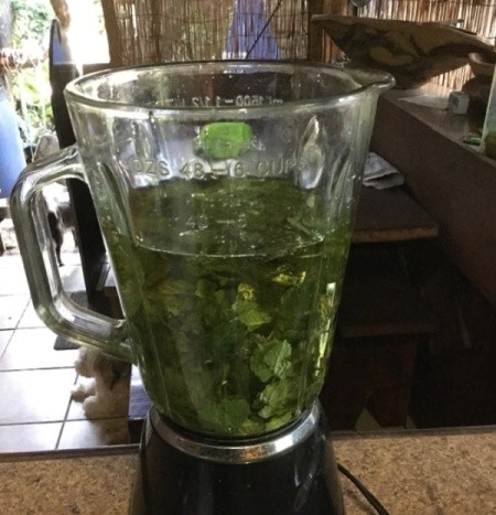 Mint and oil in blender