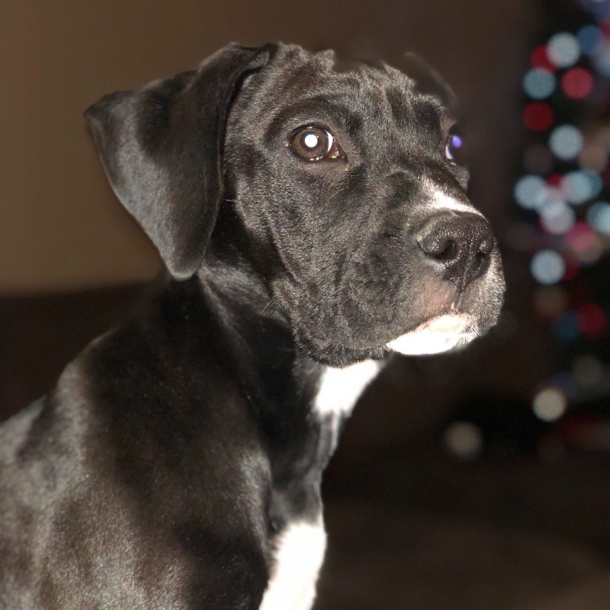 how to figure out what my dog is mixed with