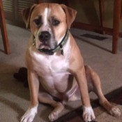 Is My Dog a Purebred Pit Bull?