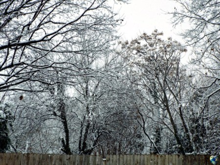 Snowy trees over a fence.