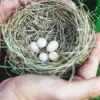 Hands gently moving a birds nest with small eggs.