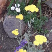 A patch of bright yellow flowers in a garden.
