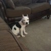 Is My Dog a Full Blooded Pit? - white dog with black markings