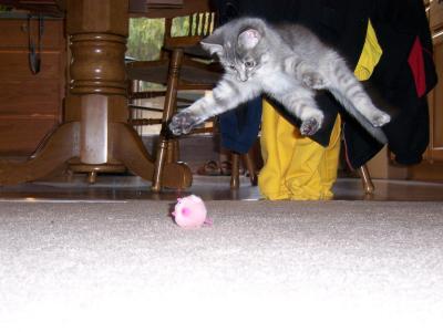 A kitten playing with a cotton ball.