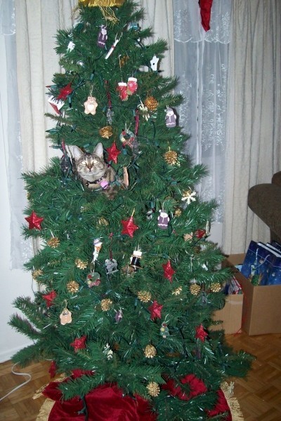 A cat up in a Christmas tree.