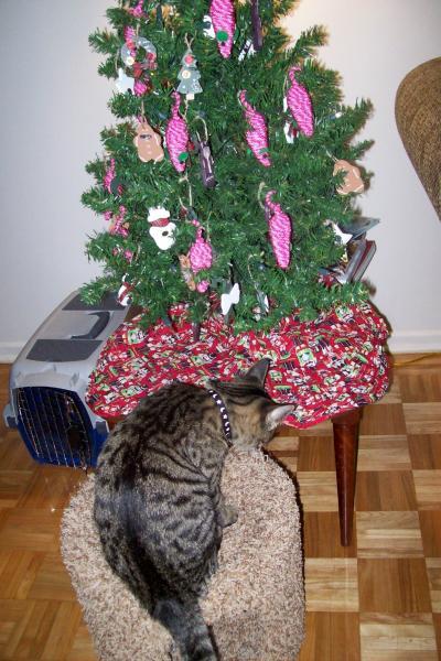 A cat looking at a Christmas tree.