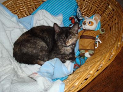 A cat asleep in a basket.