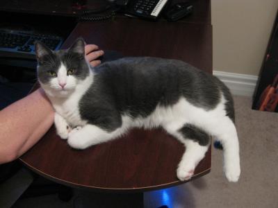 A cat lying on a desk.