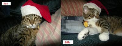 A cat with a Christmas Santa hat on.