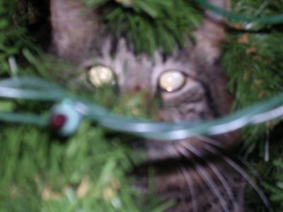 A cat inside a Christmas tree.