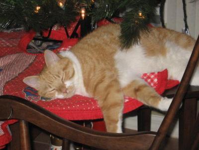 A cat sleeping under a Christmas tree.