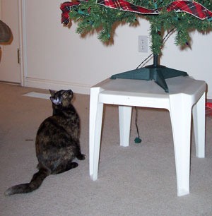 A cat looking up at a Christmas tree