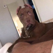 Is My Pit Bull Pure Bred?