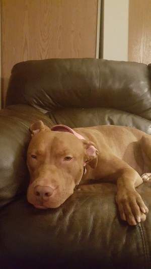 Dog Played with Other Dogs with Parvo - Pit Bull on chair or couch