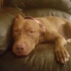 Dog Played with Other Dogs with Parvo - Pit Bull on chair or couch