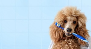 Poodle Ready for Bath