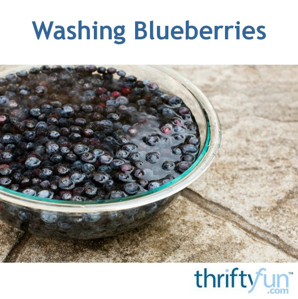 Washing Blueberries ThriftyFun