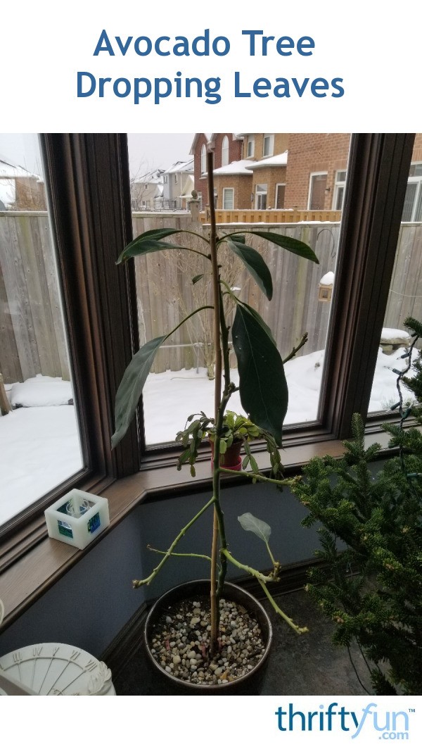 Avocado Tree Dropping Leaves? ThriftyFun