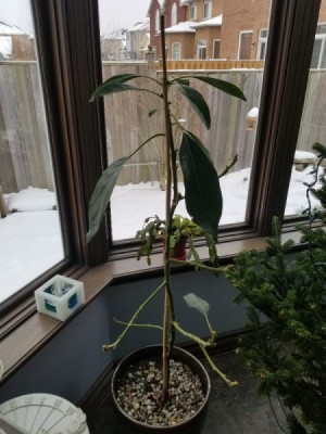 Avocado Tree Dropping Leaves - tree with missing leaves