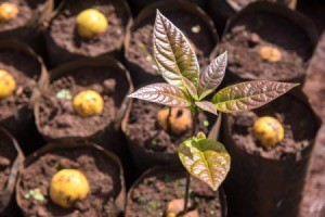 Avocado Tree Seeding Outside