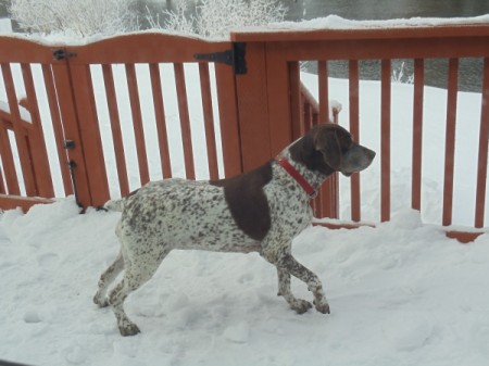 In Memory of Ivy (German Shorthair Pointer) - Pointer in the snow