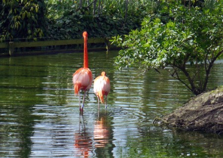 A flock of flamingos at Chester Zoo, UK.