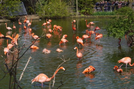 A flock of flamingos at Chester Zoo, UK.