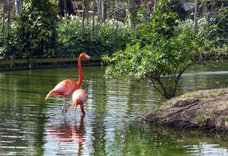 A flock of flamingos at Chester Zoo, UK.