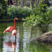 A flock of flamingos at Chester Zoo, UK.