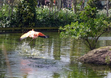 A flock of flamingos at Chester Zoo, UK.
