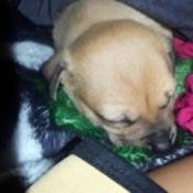My 6 Week Old Puppy Isn't Eating