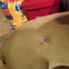 Identifying a Bump on Your Dog