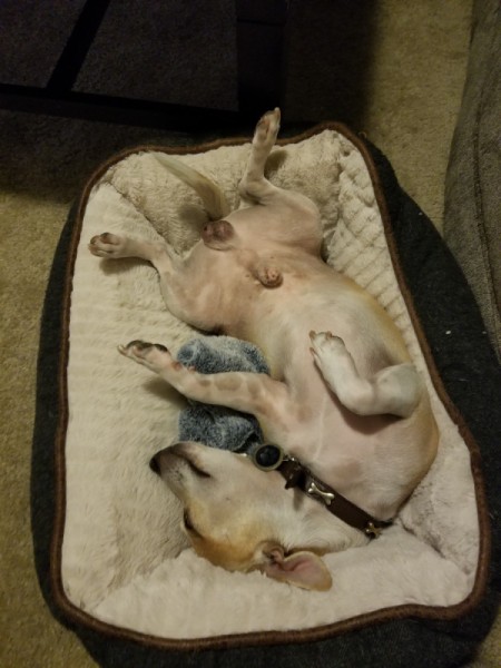 Dog Starting Pooping and Peeing After Moving - tan upside down in dog bed