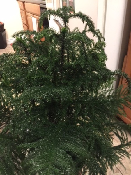 Identifying Cold Damage to Norfolk Pine