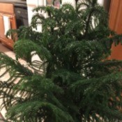 Identifying Cold Damage to Norfolk Pine