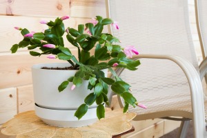 Christmas Cactus on Table