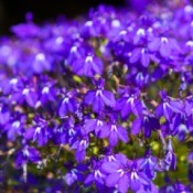 Purple Lobelia Flower