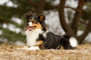 Border Collie Sheltie mix