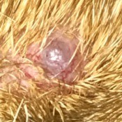 Identifying Bumps on My Dog - bump on Pit Bull