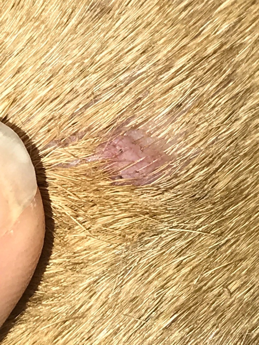 Bumps And Lumps On A Dog Thriftyfun