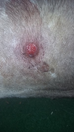Oozing Bump Where a Tick Was Removed on a Dog - bright pink bump